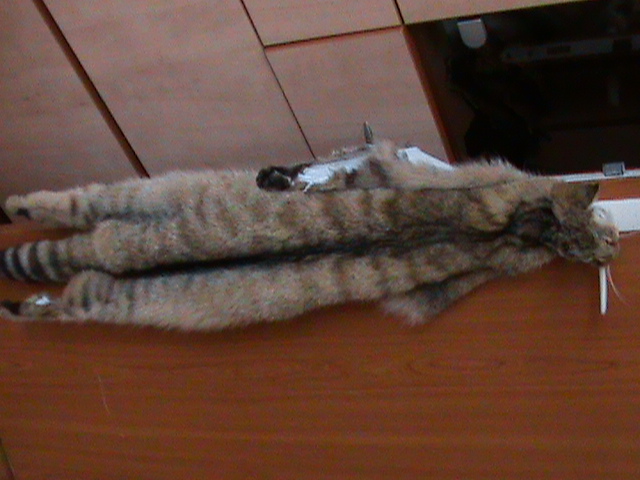 Wild cat fur